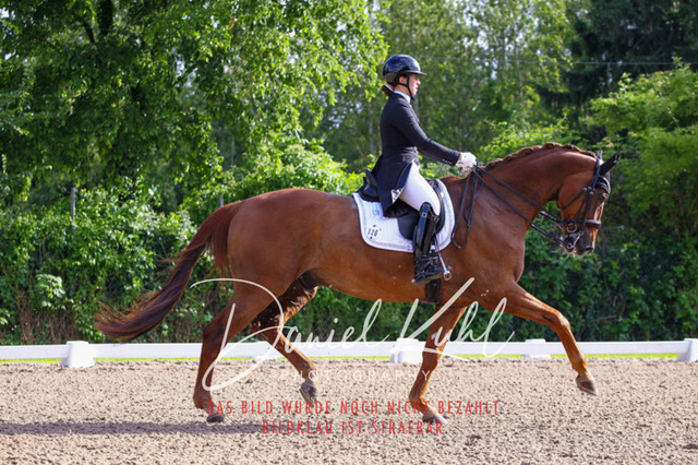 DKP41591 | Deine Turnierfotos vom Reitturnier online kaufen: Dressur, Springen & Siegerehrung. Professionelle Pferdefotografie aus dem Rheinland – als Download & Print.Alternative: Turnierfotograf für den Pferdesport: Finde deine Fotos von Dressur- und Springturnier