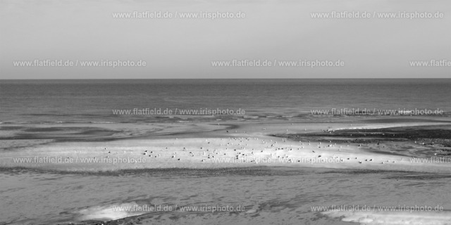 Sandbank mit Möwen | Gesehen in der Normandie