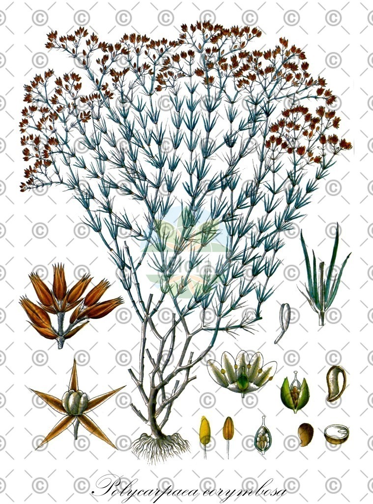 HistAbb_wfo-0001065991_1_ENZY_Simple | Historische Abbildung von Polycarpaea corymbosa - Caryophyllaceae | Historical Illustration of Polycarpaea corymbosa - Caryophyllaceae