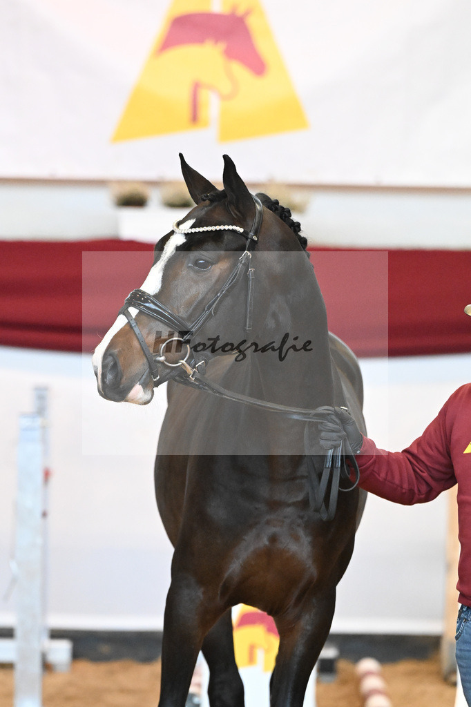 Kat-Nr. 44 New Pleasure VDL x Clinton_Ferienhof Stuecker_Wilbers_47241032 | hf-fotografie - Realizzato con Pictrs.com