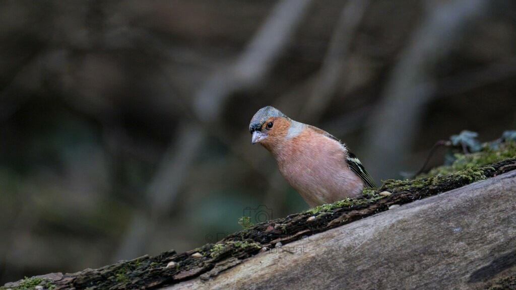 P1003719-Bearbeitet-2024-LR | Natur im Moment - Realisiert mit Pictrs.com