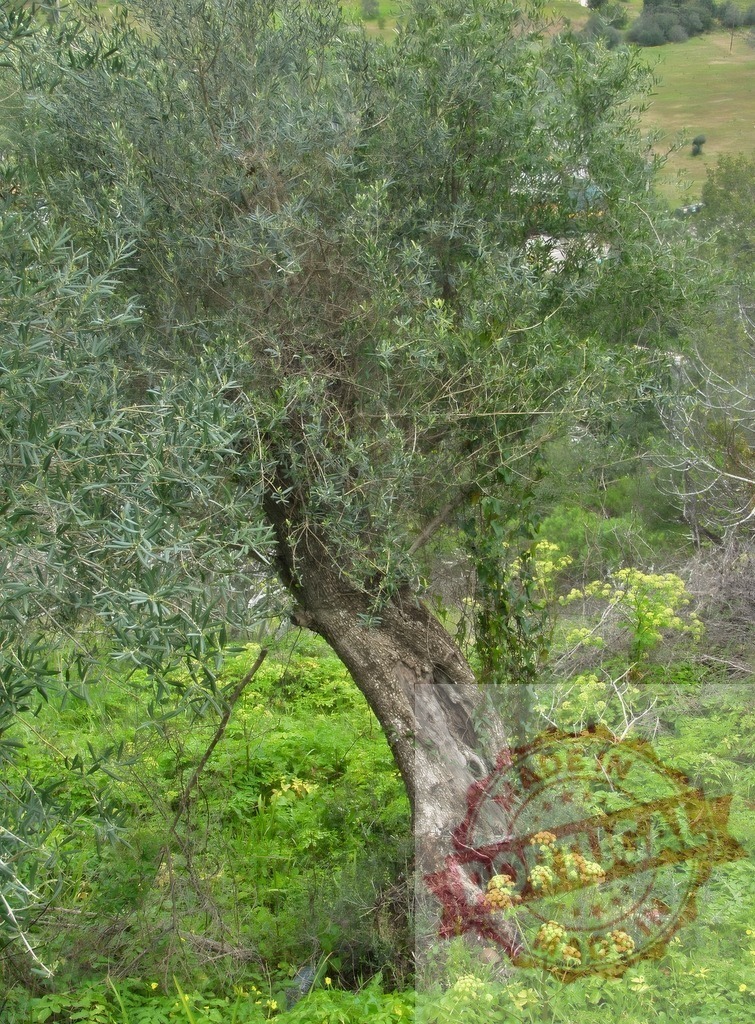 Olive tree growing in a vibrant green mediterranean landscape | Olive tree trunk and branches reaching up from lush green vegetation under natural light - Realisiert mit Pictrs.com
