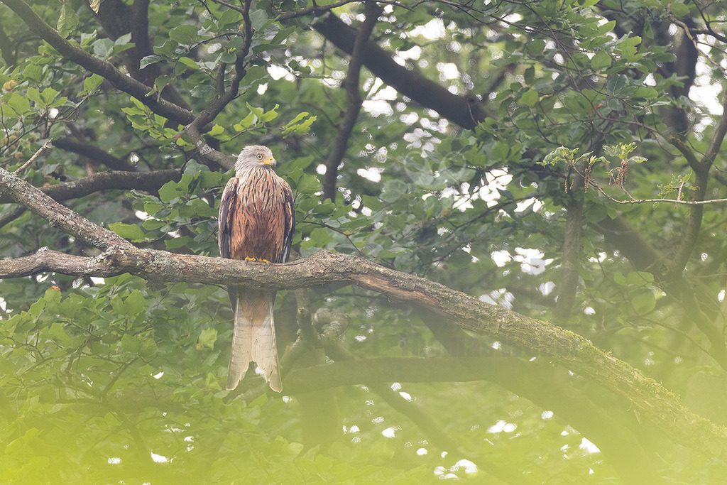 R7NF4587_20240602 | Der Rotmilan ist ein sehr häufig in Deutschland vorkommender Greifvogel. Mehr als die Hälfte der gesamten Weltpopulation brütet sogar bei uns. Strukturreiche, landwirtschaftlich genutzte Kulturlandschaften sind sein bevorzugtes Habitat, und davon gibt es hier reichlich. Er ist ein akrobatischer Flieger. Man kann über seine spektakulären Verfolgungsjagden und eleganten Balzflüge oft nur staunen. Markant ist auch sein tief gegabelter Schwanz. - Realisiert mit Pictrs.com