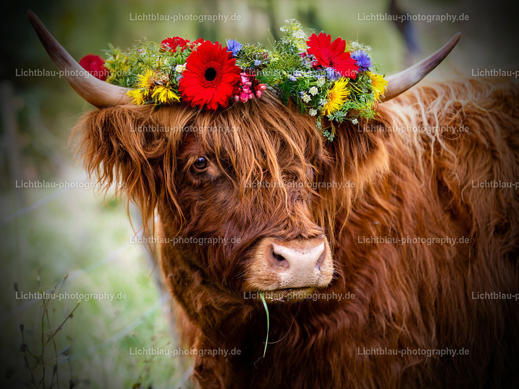 Hochlandrind mit schönem Blumenkranz | Schönes schottisches Hochland mit einem Kranz aus bunten Sommerblumen auf dem Kopf. - Realisiert mit Pictrs.com