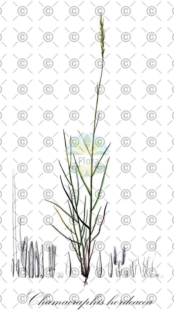 HistAbb_wfo-0000839941_1_ENZY_Simple | Historische Abbildung von Chamaeraphis hordeacea - Poaceae | Historical Illustration of Chamaeraphis hordeacea - Poaceae