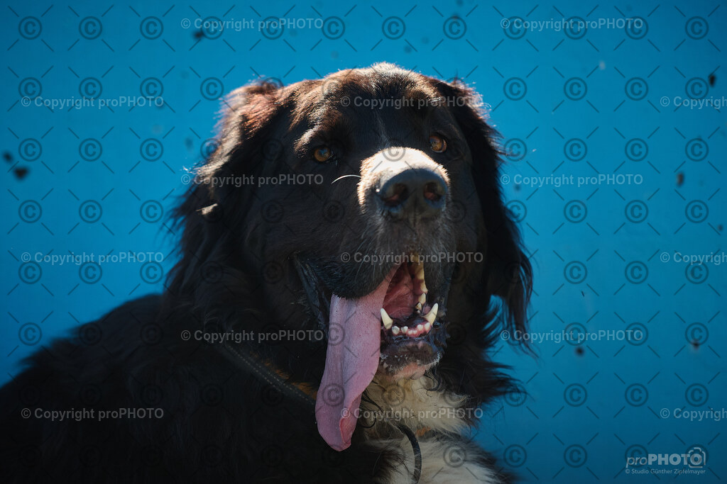 223_202509_4Hundebadetag_NZ9_2863 | proPHOTO - Realisiert mit Pictrs.com