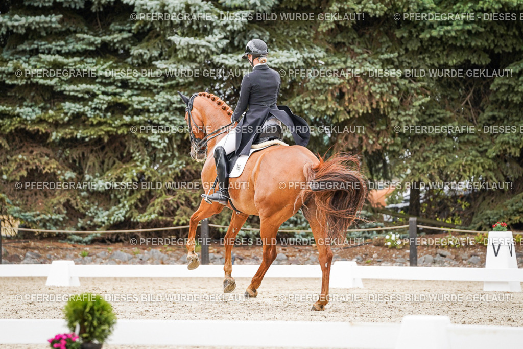 DSC05304 | Pferdegrafie