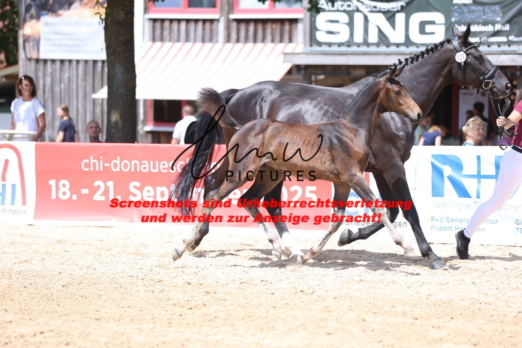 Fohlenschau_Schwäbisch_Hall_springbetonte_Fohlen_KN 29_5 | lmwpictures - Realisiert mit Pictrs.com