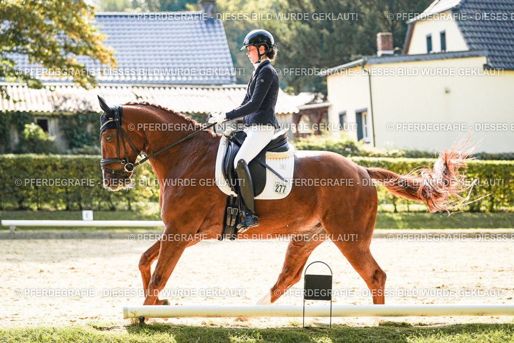 DSC08752 | Pferdegrafie