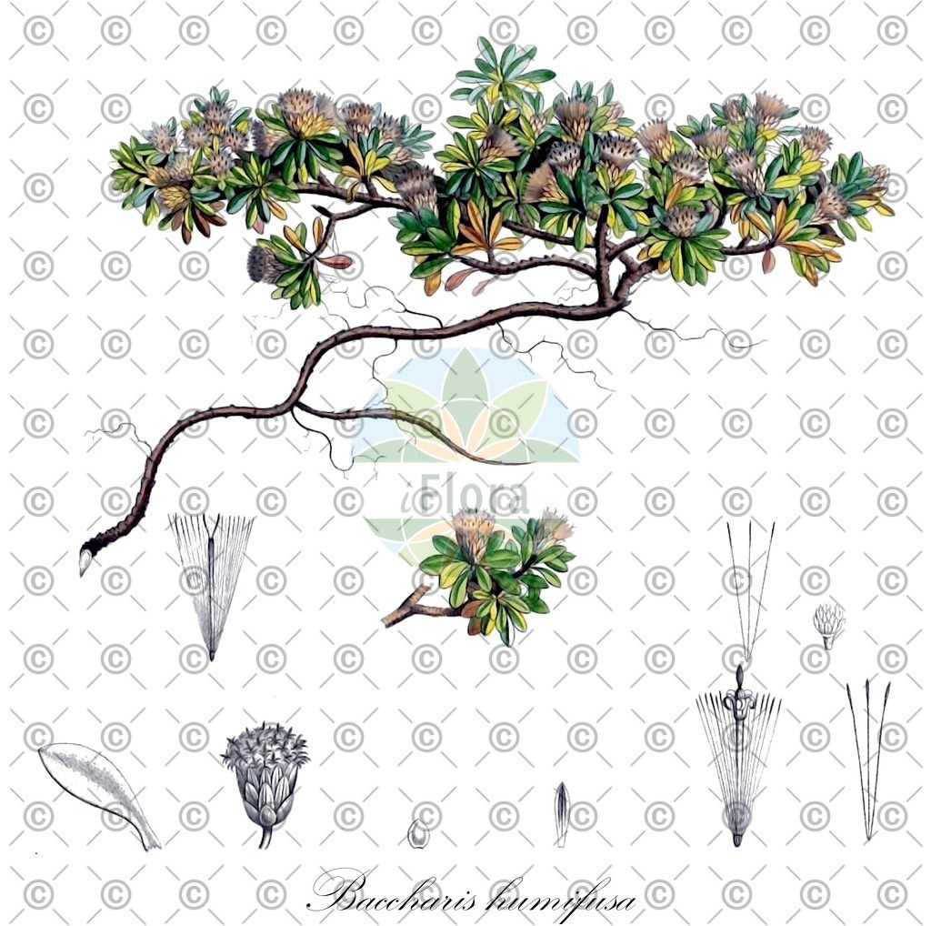 HistAbb_wfo-0000558197_1_ENZY_Simple | Historische Abbildung von Baccharis humifusa - Asteraceae | Historical Illustration of Baccharis humifusa - Asteraceae