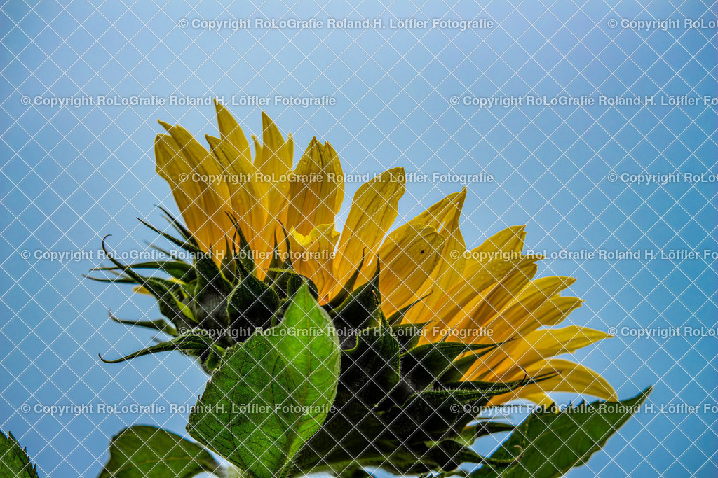 Gewöhnliche Sonnenblume_Helianthus annuus L._Familie-Asteraceae(2) | Gewöhnliche Sonnenblume Helianthus annuus L. Aus der Familie der Asteraceae - Realisiert mit Pictrs.com