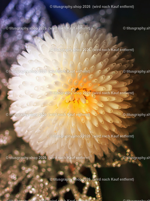 titusgraphy_P5106798_vz-ln | titusgraphy-shop: Geschenkideen mit Qualitätsfotos. titusgraphy-shop: gift ideas with quality photos. titusgraphy-shop: idées cadeaux avec photos de qualité.  - Realisiert mit Pictrs.com