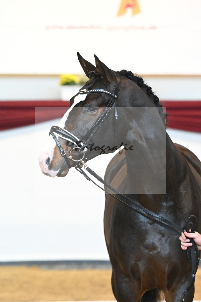 Kat-Nr. 47 v. Rivero II_Wanner_66222053 | hf-fotografie - Realisiert mit Pictrs.com