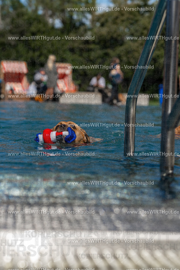 Hundeschwimmen_Volksbad_2026-allesWIRTHgut_Tierfotografie-2609061114-FAY06188 | Professionelle Tierfotografie in Mönchengladbach von Daniel Wirth (allesWIRTHgut). Liebevolle & natürliche Bilder von Hunden & Katzen für unvergessliche Erinnerungen.