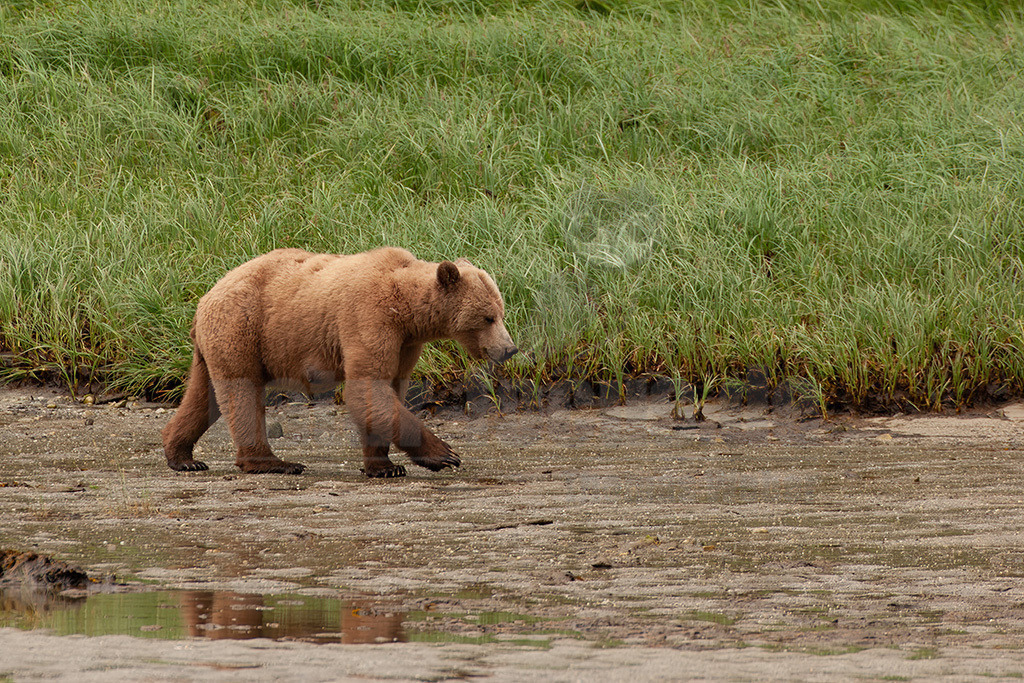 20050530192001-2 | Der Grizzlybär, seltener auch Graubär genannt, ist eine in Nordamerika lebende Unterart des Braunbären aus der Familie der Bären. - Realisiert mit Pictrs.com