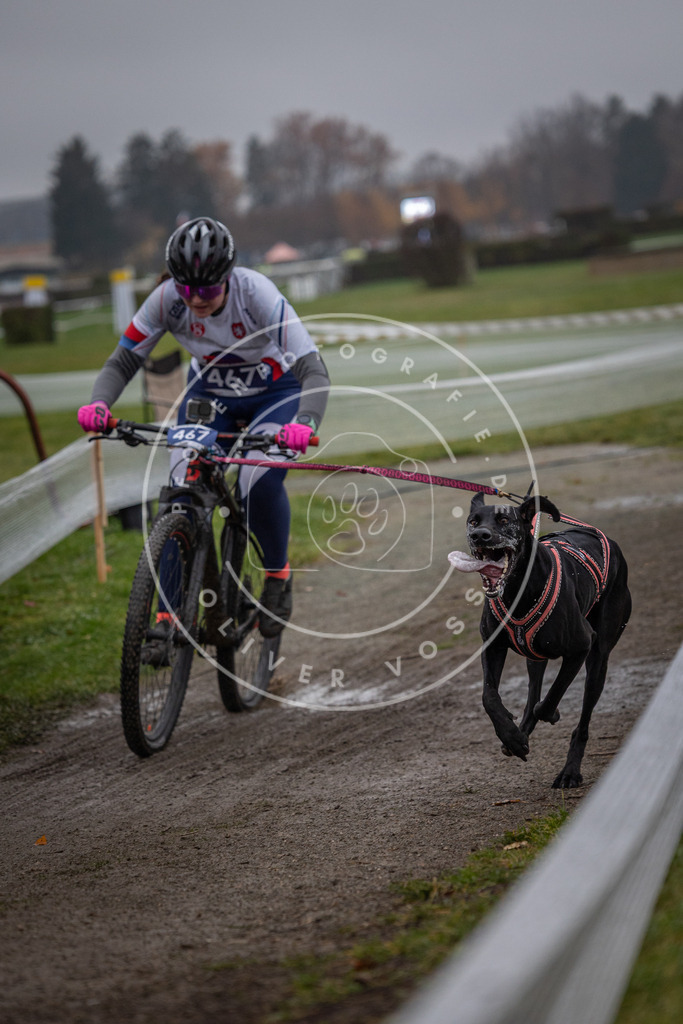 CaniXpix_0L8A1590 | Hundefotografie, Tierfotograf, Pfotenfotografie, Fotoshooting Hund, Hunde Portrait, Hundesport, Hundeportraits, Heideshooting, Hunde, Sportfotograf, Hundefotograf, Turnierhundsport, THS,  - Realisiert mit Pictrs.com