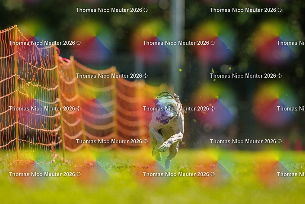 Thomas_Nico_Meuter(C)_06. September 2026_223A2332 | Bild von Thomas Nico Meuter - Realisiert mit Pictrs.com