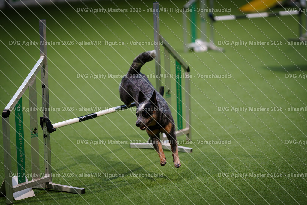allesWIRTHgut_Tierfotografie-DVG_Agility_Masters_2026-16_43-7R504163 | Professionelle Tierfotografie in Mönchengladbach von Daniel Wirth (allesWIRTHgut). Liebevolle & natürliche Bilder von Hunden & Katzen für unvergessliche Erinnerungen.