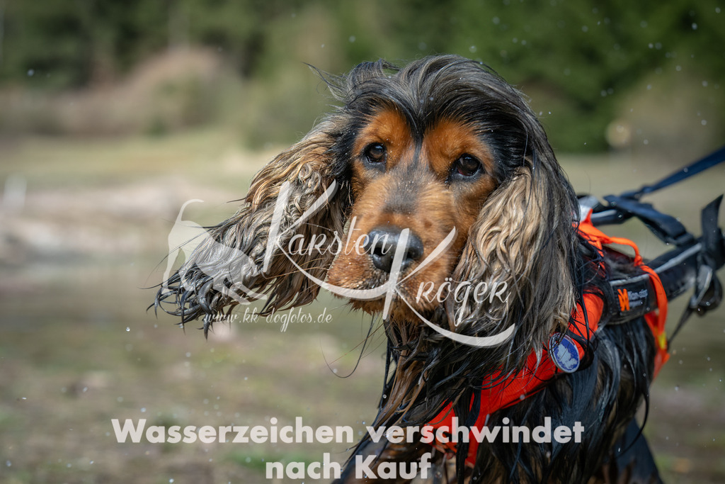 1106_ZZ93142-Bearbeitet | kk-dogfotos