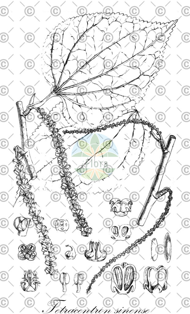 HistAbb_wfo-0000321537_1_ENZY_Simple | Historische Abbildung von Tetracentron sinense - Trochodendraceae (Ährenblütiger Scheinjudasbaum) | Historical Illustration of Tetracentron sinense - Trochodendraceae
