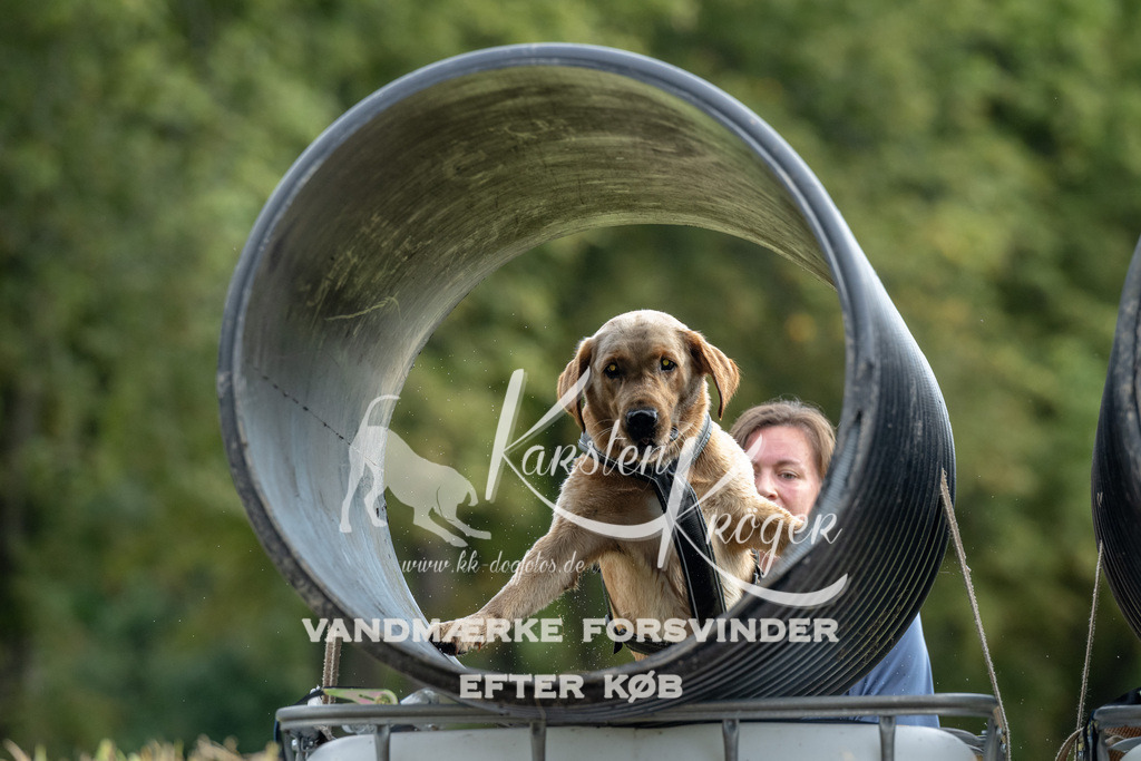 0951_ZZ91341 | kk-dogfotos