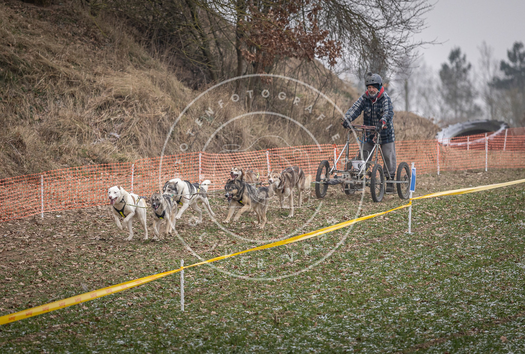 Pfotenfotografie_DV3A6447 | Hundefotografie, Tierfotograf, Pfotenfotografie, Fotoshooting Hund, Hunde Portrait, Hundesport, Hundeportraits, Heideshooting, Hunde, Sportfotograf, Hundefotograf, Turnierhundsport, THS,  - Realisiert mit Pictrs.com