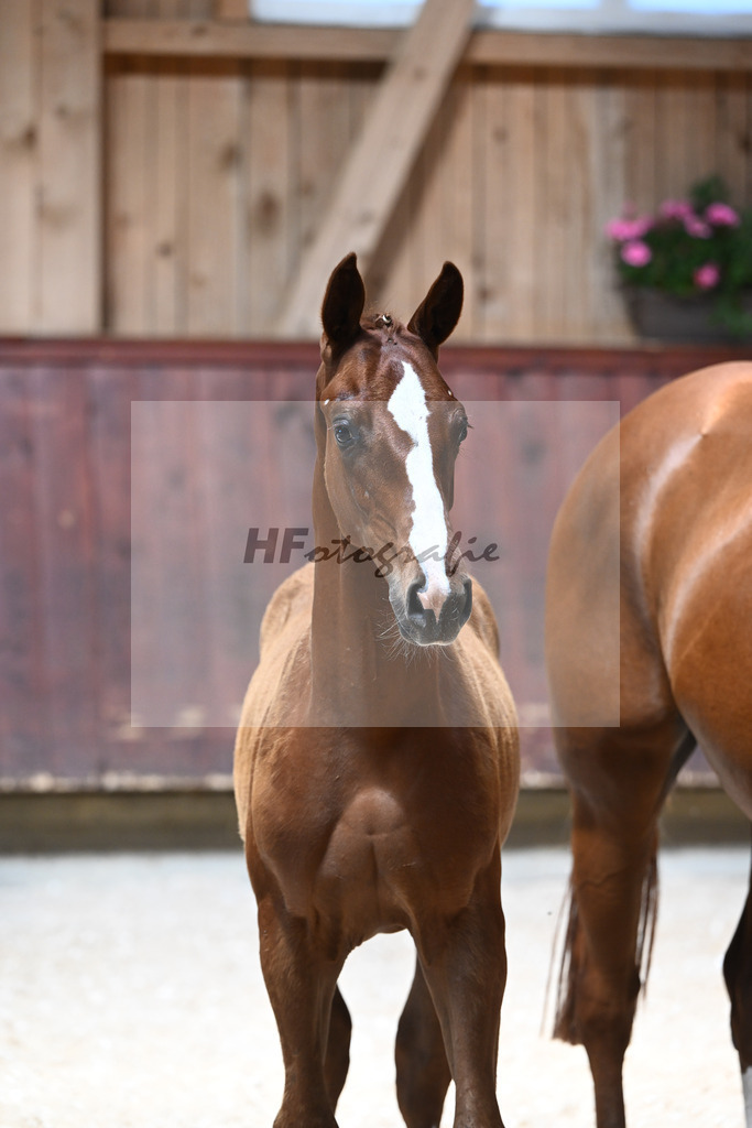 Kat-Nr. 14 HF Von UNd Zu x Locksley III_Schindele_32240228 | hf-fotografie - Realisiert mit Pictrs.com