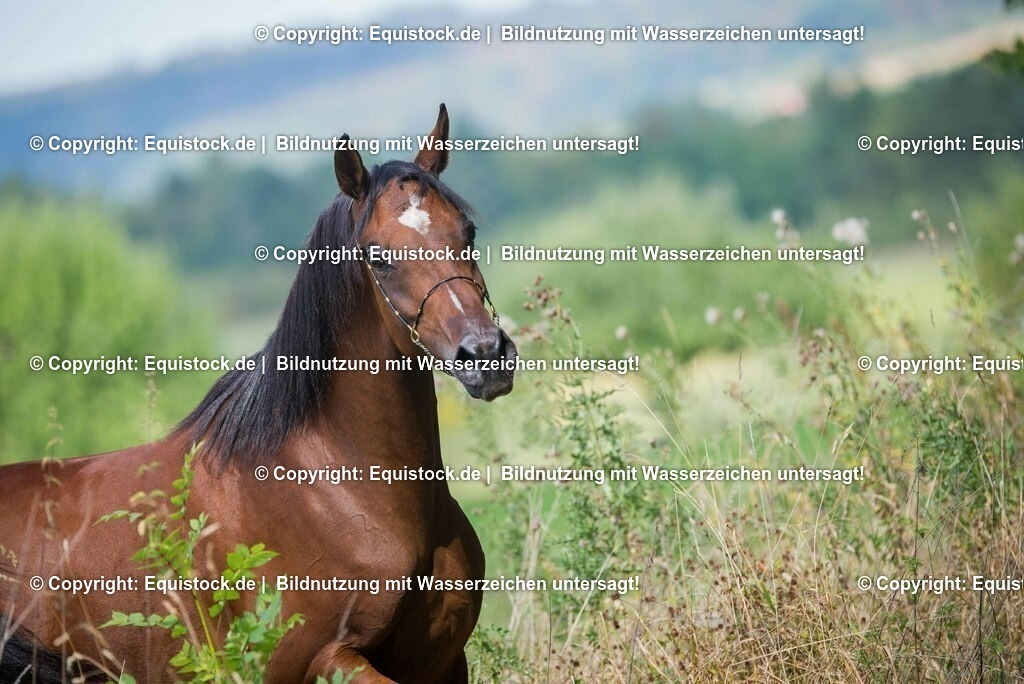 2016_Araber_Stute_Braun (6) | Foto: Thomas Hartig