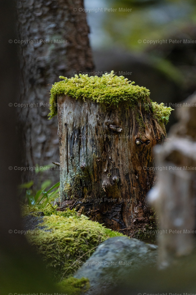 Divers_Erlebnisraum_Wald_23_Peter_Maier-657 | piet_flosse