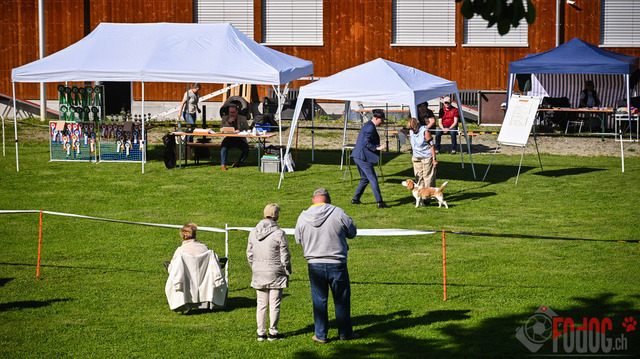 Beagle Club Schweiz  | Beagle Club Schweiz, 45 Jahre in Menziken 2025 Foto: Leo Wyden