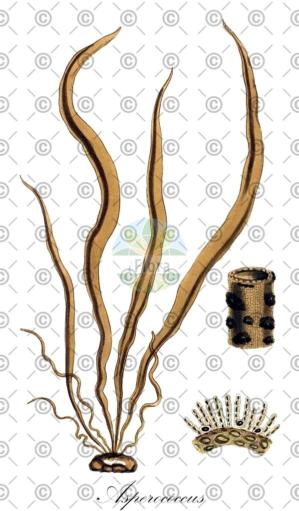 HistAbb_7NPVN_4_ENZY_Simple | Historische Abbildung von Asperococcus - Chordariaceae (0) | Historical Illustration of Asperococcus - Chordariaceae (0)