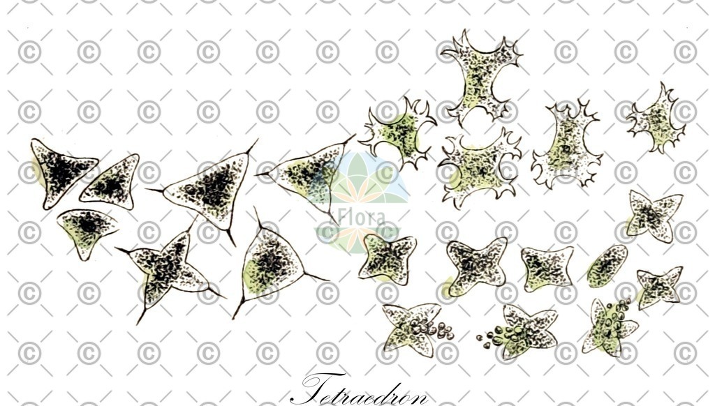HistAbb_EMP_95621_2_SIMPLE | Historische Abbildung von Tetraedron - Hydrodictyaceae (0) | Historical Illustration of Tetraedron - Hydrodictyaceae (0)
