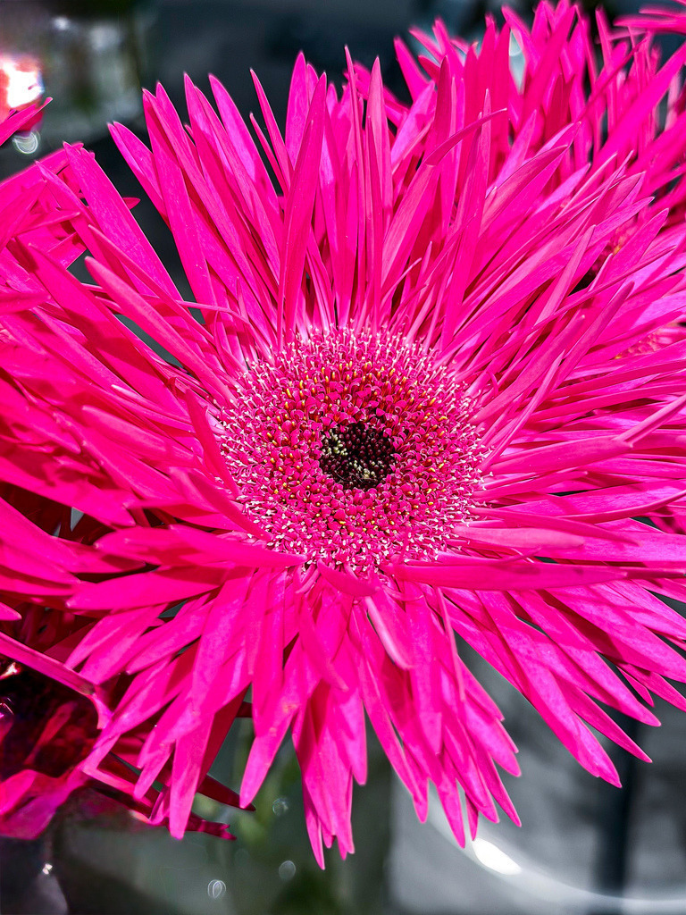 Pinke Explosion – Farbenfrohes Makro-Wandbild Gerbera | Ein absolut kraftvoller Farbakzent für deine Wände. Diese gestochen scharfe Makroaufnahme fängt das faszinierende, strahlenförmige Zentrum einer pinken Spider-Gerbera in vollendeter Brillanz ein. Die filigranen Blütenblätter und die intensive Farbenergie verschwimmen im extremen Nahfokus zu einem modernen, lebendigen Kunstwerk der Natur. Ein perfekter Design-Blickfang für helle Wohnräume, moderne Schlafzimmer oder stilvolle Kosmetikstudios und Praxen. Empfohlen als Großformat unter Acrylglas für maximale Leuchtkraft. - Realisiert mit Pictrs.com