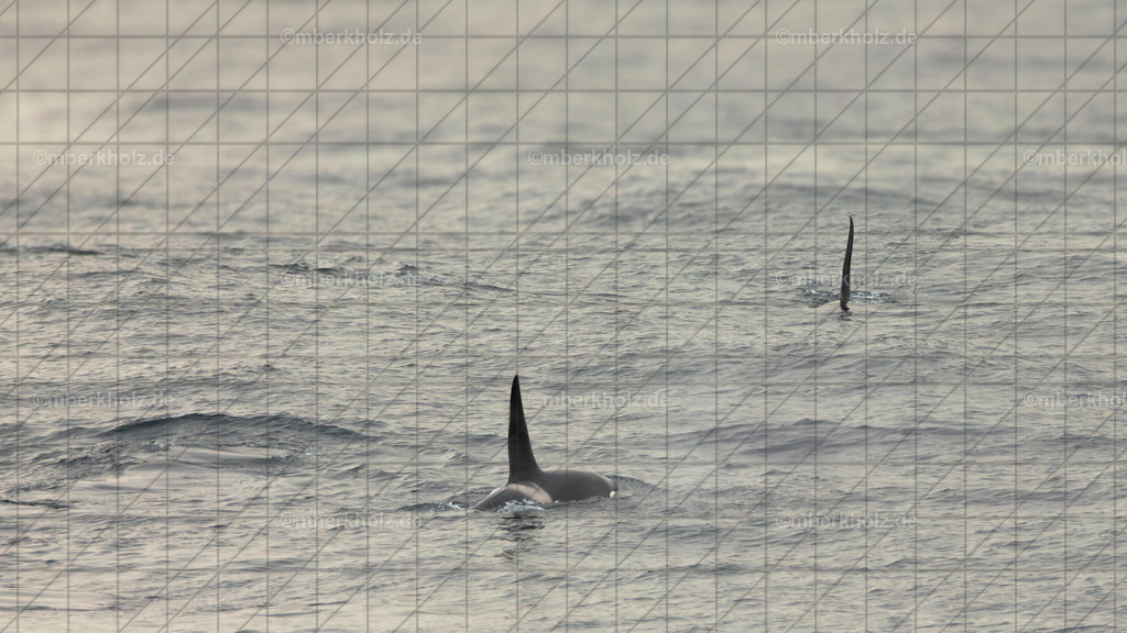 _MGL8315-Orca_youtube_3 | Bildkunst Warnemünde, Fotokunst Warnemünde, Fotostudio Rostock Warnemünde, Technologiecampus, Onlinedruckerei, Fotokunst Warnemünde, Ostseebad Warnemünde 