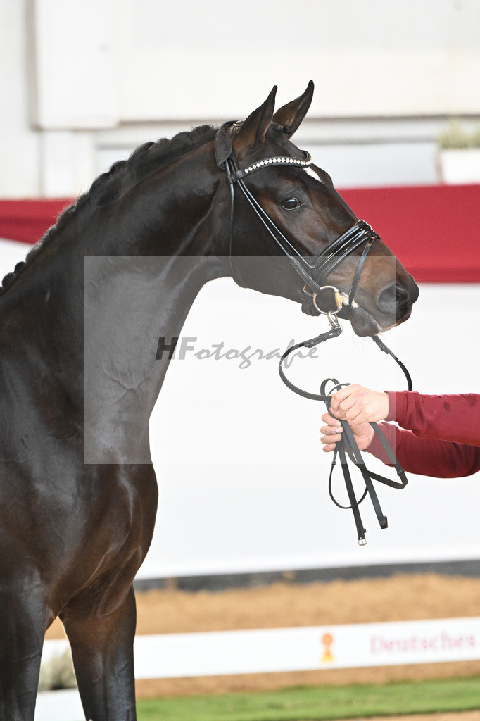Kat-Nr. 52 Va Bene x Christ_2M2 Horses_47241480 | hf-fotografie - Realizzato con Pictrs.com