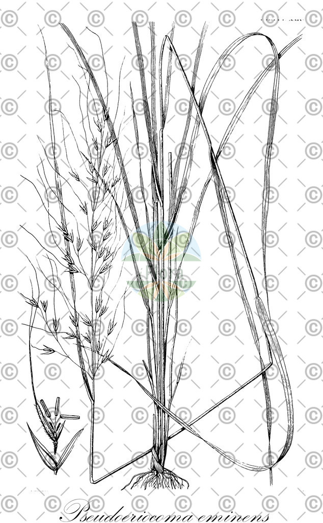 HistAbb_EMP_93533_SRC_Schlechtendal_FLORAD_SIMPLE | Historische Abbildung von Pseudoeriocoma eminens - Poaceae | Historical Illustration of Pseudoeriocoma eminens - Poaceae