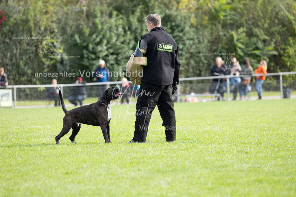 _16A5454 | Einzigartige Fotos von Hunden & Menschen –Actionfotos, Portraits, Vereinsaufnahmen & Paarshootings – authentisch, lebendig & mit Herz.