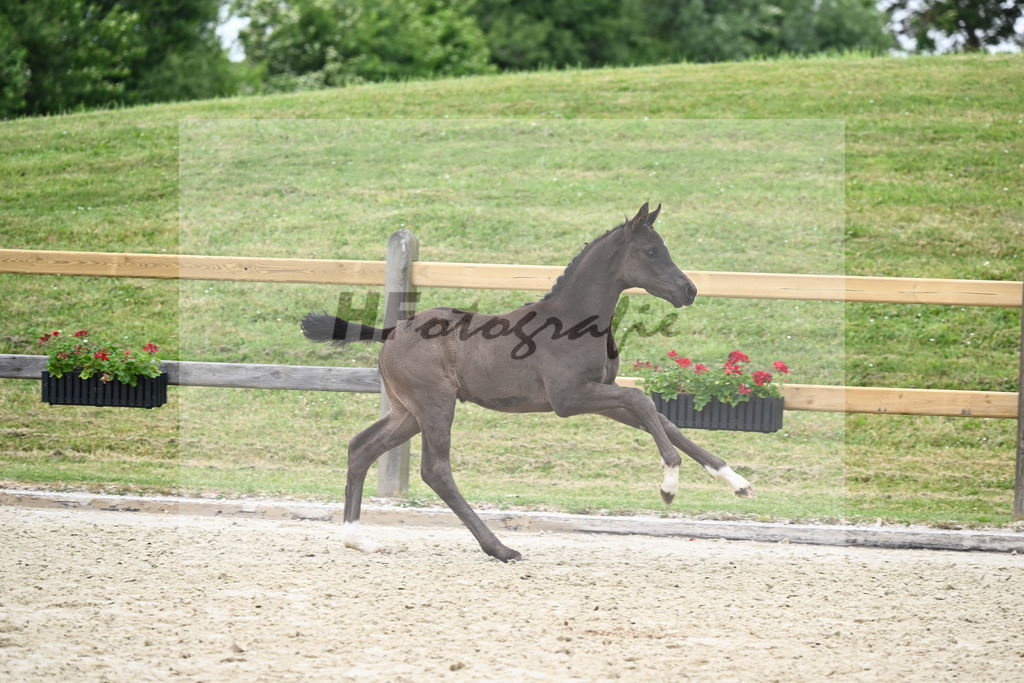 Kat-Nr. 35 HF DSP Feliciano_Niedermair_17230896 | hf-fotografie - Realizzato con Pictrs.com