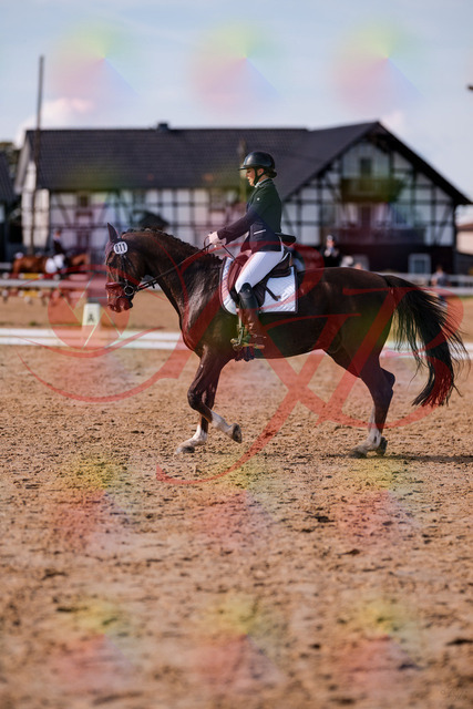 2026_10_03_Siefer-Hof_132608_Z81_79130054 | Professionelle Reitsport-, Turnier- und Eventfotografie von Robert Broda. Galerien mit ausgewählten und bearbeiteten Bildern direkt online ansehen und bestellen.