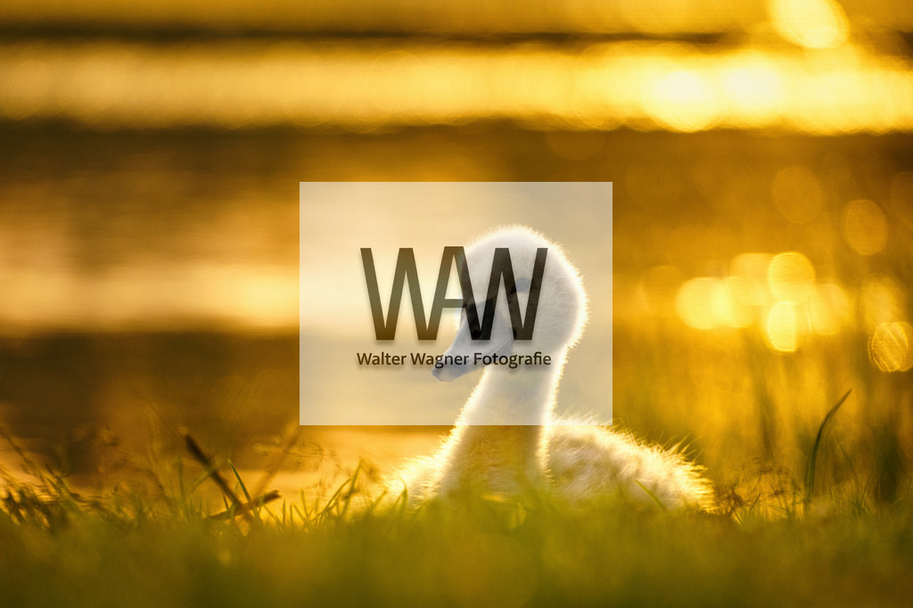 WWW06937 | walter-wagner-fotografie