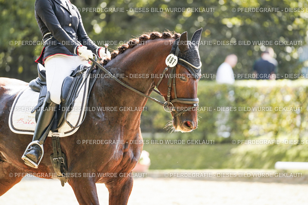 DSC08065 | Pferdegrafie