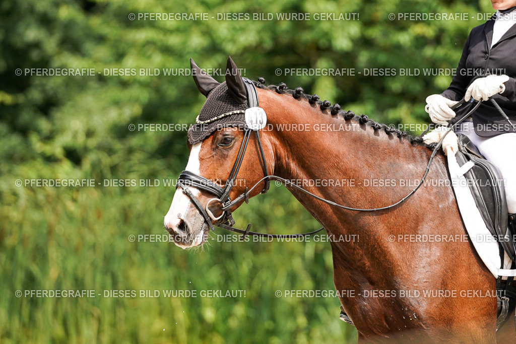 DSC00437 | Pferdegrafie