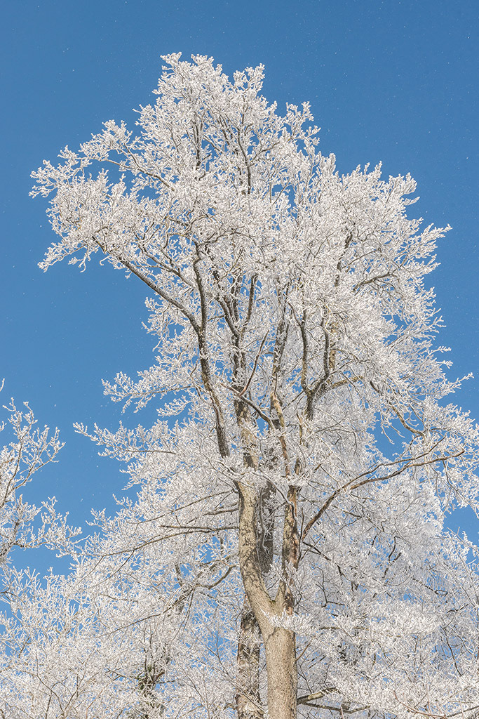 Baum mit Raureif | im Winter. - Realisiert mit Pictrs.com