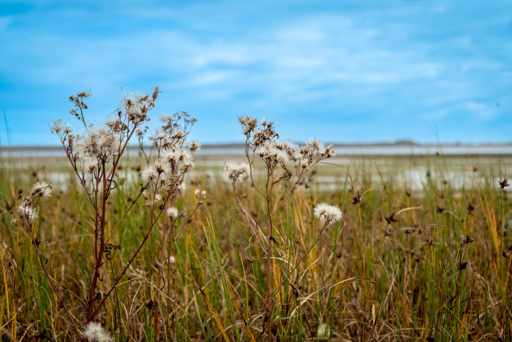 Hohenwieschendorf im Spätsommer | Ein Vormittag im Spätsommer 2023 an der Steilküste vor Hohenwieschendorf in Mecklenburg-Vorpommern.  - Realisiert mit Pictrs.com