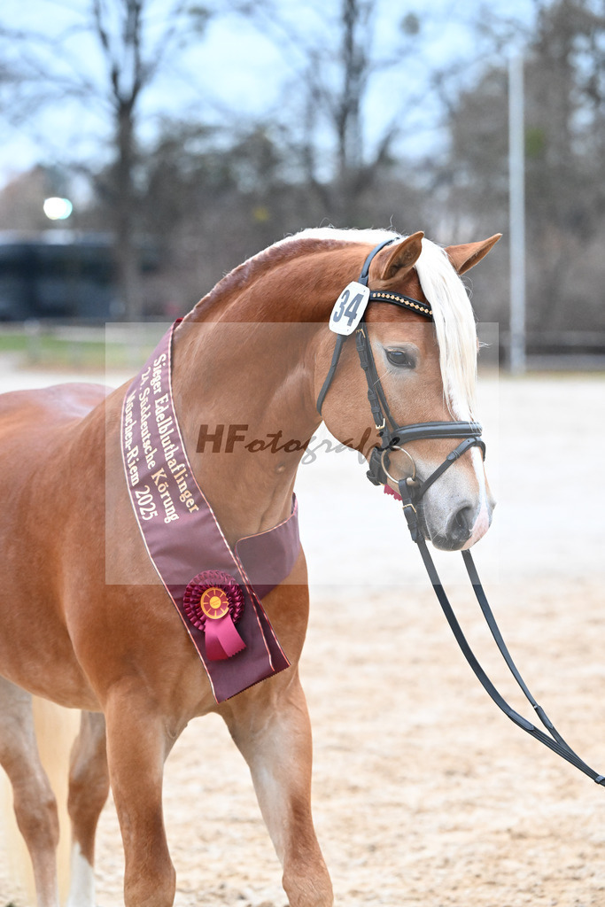 Kat-Nr. 34 nn v. Starino I_Grimminger_48251924 | hf-fotografie - Realisiert mit Pictrs.com