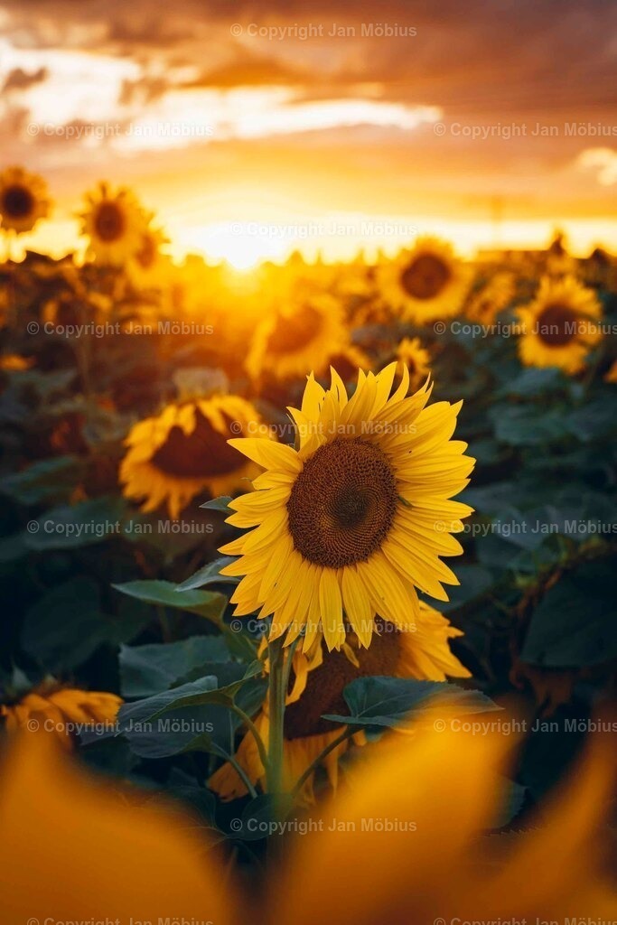 _DSC6187 | Leipzig Wandbilder Drucke Prints Leinwand Stadtmotive Leipzig Fotosdruck Kunstdrucke Bilder Leipzig Stadtansichten Acrylglasbilder Leipzig Wanddeko Fine Art Prints Wandbilder Büro Leipzig Bilder Praxis Zuhause Bilderdruck Poster Posterlounge Kunstdrucke - Realisiert mit Pictrs.com