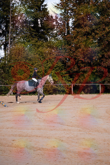 2026_10_03_Siefer-Hof_145035_Z81_28764953 | Professionelle Reitsport-, Turnier- und Eventfotografie von Robert Broda. Galerien mit ausgewählten und bearbeiteten Bildern direkt online ansehen und bestellen.
