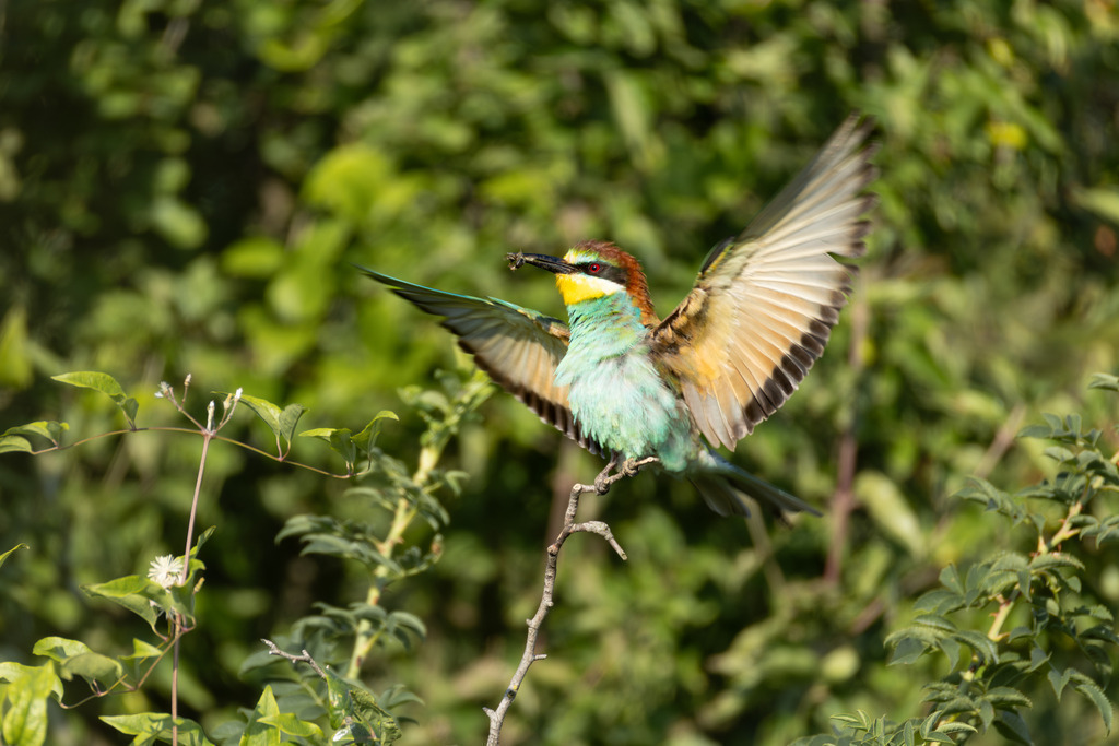 Der Bienenfresser | Der Bienenfresser ist zweifellos einer der auffälligsten und farbenprächtigsten Vögel Europas, der durch sein exotisches Aussehen an Vögel aus tropischen Regionen erinnert. Er gehört zur Familie der Bienenfresser (Meropidae), von denen er die einzige Art ist, die regelmäßig in Europa brütet. - Realisiert mit Pictrs.com