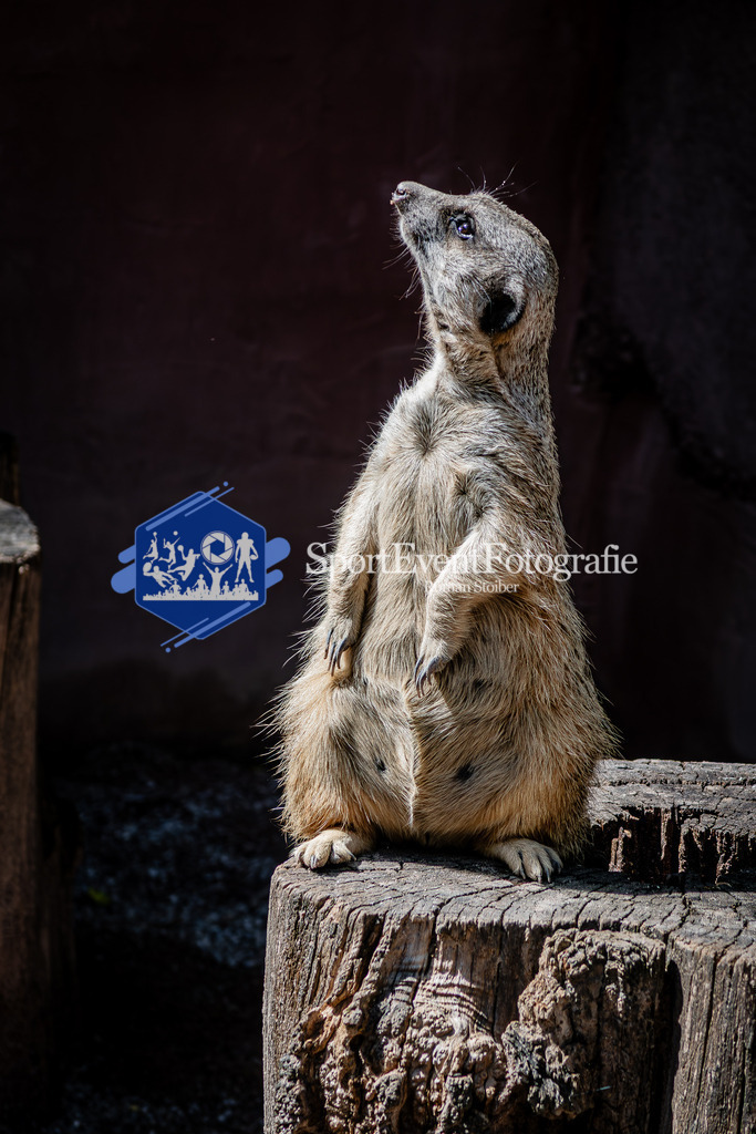 IMG_1164 | SportEventFotografie - Roman Stoiber