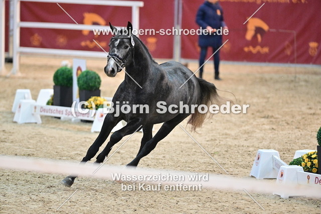 39_Hickstead White - Camarque_790_8650 | Björn Schroeder Pferdefotografie